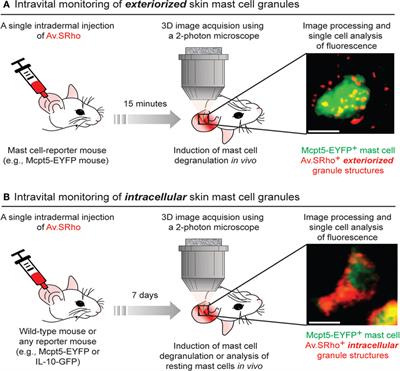 Genetic and Imaging Approaches Reveal Pro-Inflammatory and Immunoregulatory Roles of Mast Cells in Contact Hypersensitivity